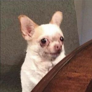 Meet your Posher, Frances